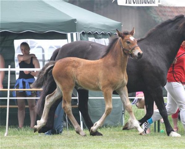 broodmare Cornwalls La Vita (Welsh-Cob (Sek. D), 2015, from Gwynfaes Orig)