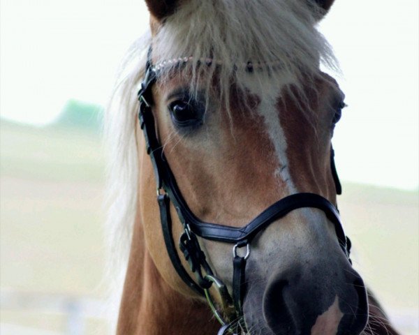 dressage horse Lotte 660 (unknown, 2002)