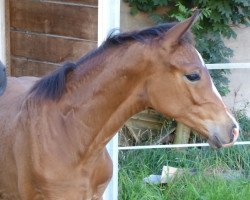 dressage horse Santana TS (Westphalian, 2017, from Sir Heinrich OLD)