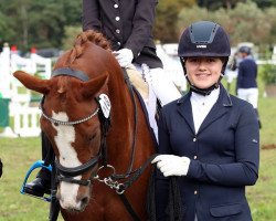 jumper Caja 41 (German Riding Pony, 2012, from Cedrik)