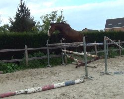 Springpferd Ortoucha van de Claevervallei (Belgisches Warmblut, 2014, von Jupi van de Claevervallei)