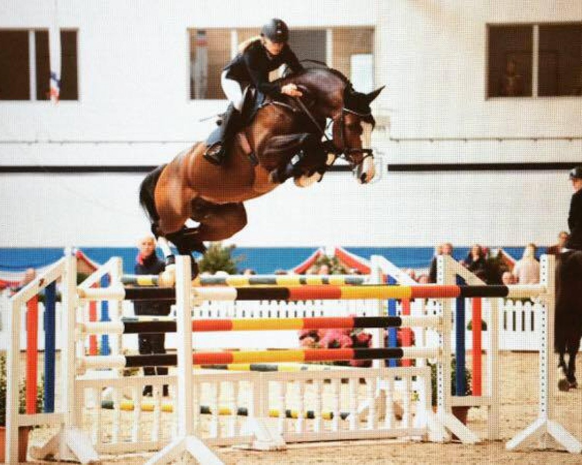 Deckhengst Million Dollar (Belgisches Warmblut, 2012, von Plot Blue)