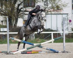 Springpferd Holla die Waldfee 3 (Trakehner, 2010, von Grafenstolz)