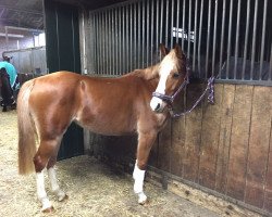 Springpferd Pinah Colada (Deutsches Reitpony, 2012, von Pilatus)