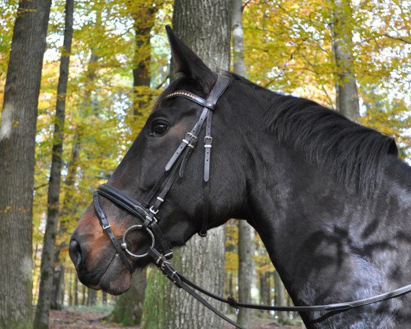 dressage horse Belle de jour 4 (Hanoverian, 2010, from Bonifatius)