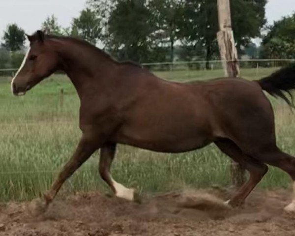 broodmare Shamrock Miss Saigon (Welsh-Pony (Section B), 2000, from Moelview Celebration)
