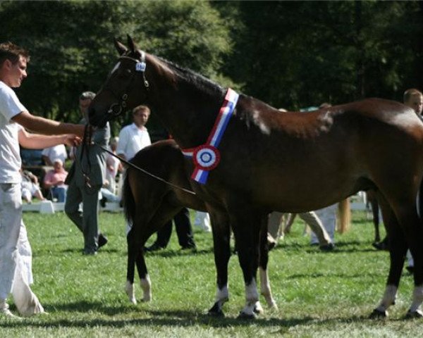 broodmare Speyksbosch Destiny (Nederlands Welsh Ridepony, 1995, from Vita Nova's Golden Boris)