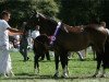 broodmare Speyksbosch Destiny (Nederlands Welsh Ridepony, 1995, from Vita Nova's Golden Boris)