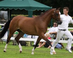 broodmare Bijsterhof's Vanity (Nederlands Welsh Ridepony, 2005, from De Goede Ree Now or Never)