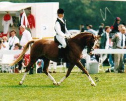 broodmare Brinckhoff's Dream (Nederlands Welsh Ridepony, 1987, from Vita Nova's Hanassie)