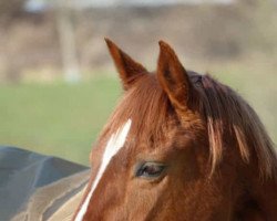 broodmare Queen of Beauty (Mecklenburg, 1998, from Quattro B)