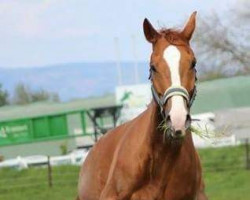 dressage horse Estoba M (Hannoveraner, 2009, from Escudo I)