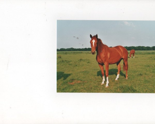 broodmare Abba Girl (Oldenburg, 2000, from Wolkentanz II)