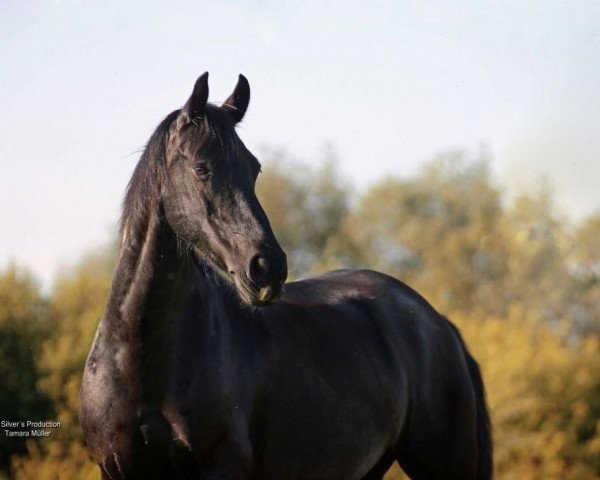 Pferd Yakima (Friese, 2001, von Olof 315 P)