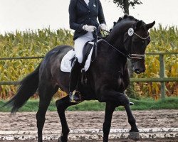 dressage horse Clearwater M (Hannoveraner, 2011, from Chico's Boy)