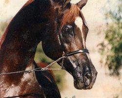 stallion Sharem el Sheikh ox (Arabian thoroughbred, 1983, from El Shaklan 1975 ox)