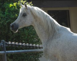 broodmare Omel bint Shaina ox (Arabian thoroughbred, 1994, from Sharem el Sheikh ox)