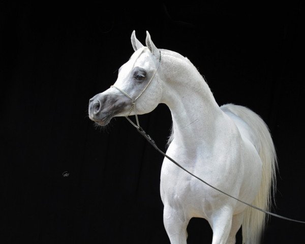 stallion Om El Extreem ox (Arabian thoroughbred, 1998, from Sanadik El Shaklan ox)