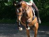 broodmare Loredana (German Riding Pony, 2009, from FS Champion de Luxe)