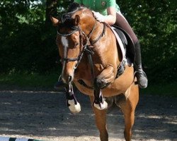 Zuchtstute Loredana (Deutsches Reitpony, 2009, von FS Champion de Luxe)