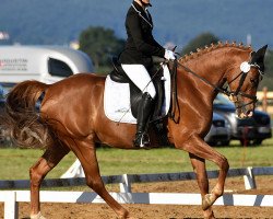 dressage horse Kwd Raute (Deutsches Reitpony, 2010, from FS Pentagon)