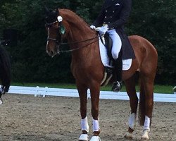 dressage horse London Magic (Hanoverian, 2008, from Londontime)