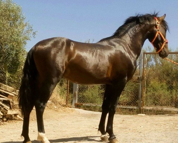 horse CASTANO (Andalusier, 2011)