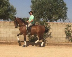 Pferd Fénix. (Lusitano,  )