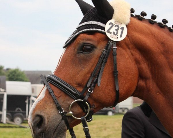 dressage horse Kasia 9 (Polish Warmblood, 2003)