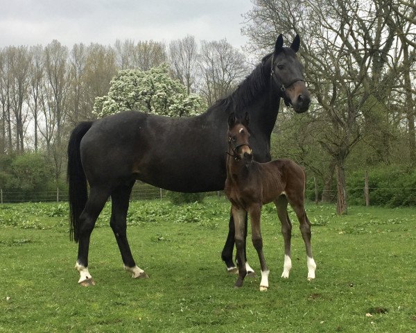 broodmare Davina (Hanoverian, 2007, from Danone 4)