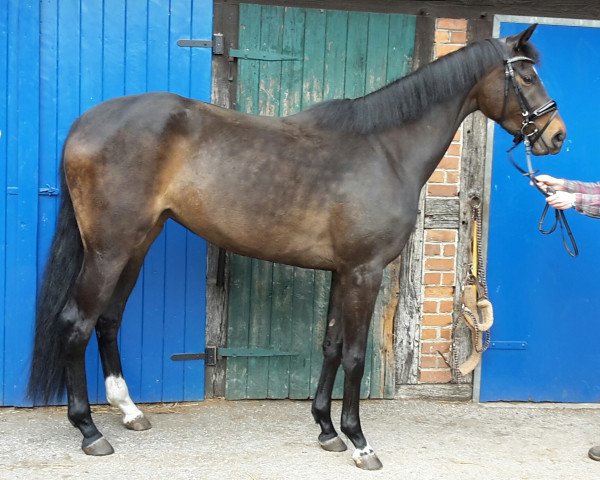 jumper Fair Breeze (Westphalian, 2014, from Farbenspiel)