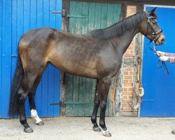 jumper Fair Breeze (Westphalian, 2014, from Farbenspiel)