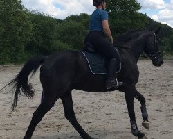 dressage horse Ebony 84 (Hessian Warmblood, 2004, from Easy Jumper)