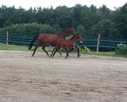 broodmare Larina (Oldenburg, 2007, from Rio Zeus)