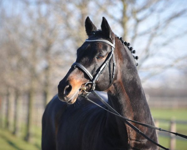 stallion Calmaro (Holsteiner, 1990, from Corrado I)