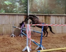 broodmare Leonora F (Mecklenburg, 1995, from Leonardo R)