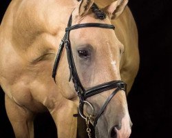 horse Grand Marnier (Trakehner, 2012, from Steinburg)