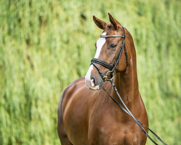 dressage horse Bella Colorata M (Hanoverian, 2008, from Belissimo NRW)