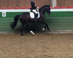 dressage horse Belmonte 9 (Brandenburg, 2010, from Jumex Sport Be Bravo)