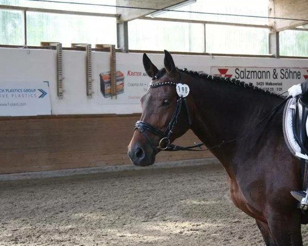 horse Nia HK (Hanoverian, 2004, from Natiello xx)