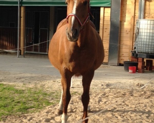 broodmare Molinas Lady (Oldenburg, 2001, from De Niro)