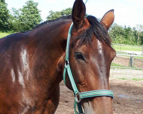 broodmare Rosenhavens Anastacia (Oldenburg, 2007, from Edwardecrus)