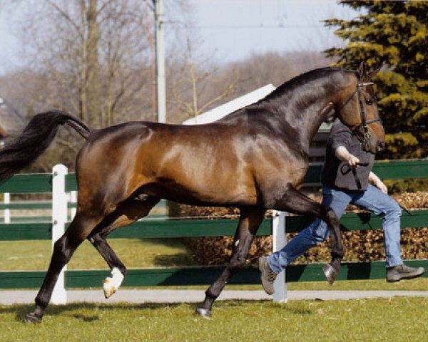 Deckhengst Bachelor NH (Koninklijk Warmbloed Paardenstamboek Nederland (KWPN), 1992, von Burggraaf)