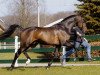 stallion Bachelor NH (KWPN (Royal Dutch Sporthorse), 1992, from Burggraaf)
