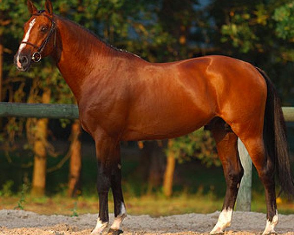 stallion Made In Semilly (Selle Français, 2000, from Allegreto)