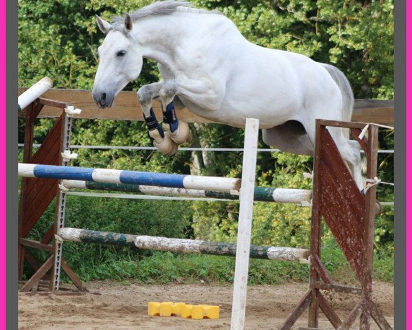 jumper Cocu 6 (KWPN (Royal Dutch Sporthorse), 2007, from Indorado)