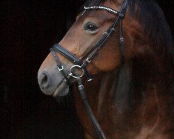 horse Firy (Hanoverian, 2008, from First Pleasure)