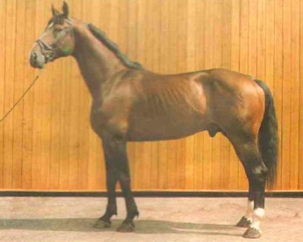 stallion Rossini Z (Hanoverian, 1987, from Rebel Z I)