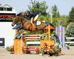 jumper Balou T (Oldenburg show jumper, 2003, from Balou du Rouet)