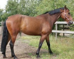 horse Landgold II (Oldenburg show jumper, 2002, from Landgold)